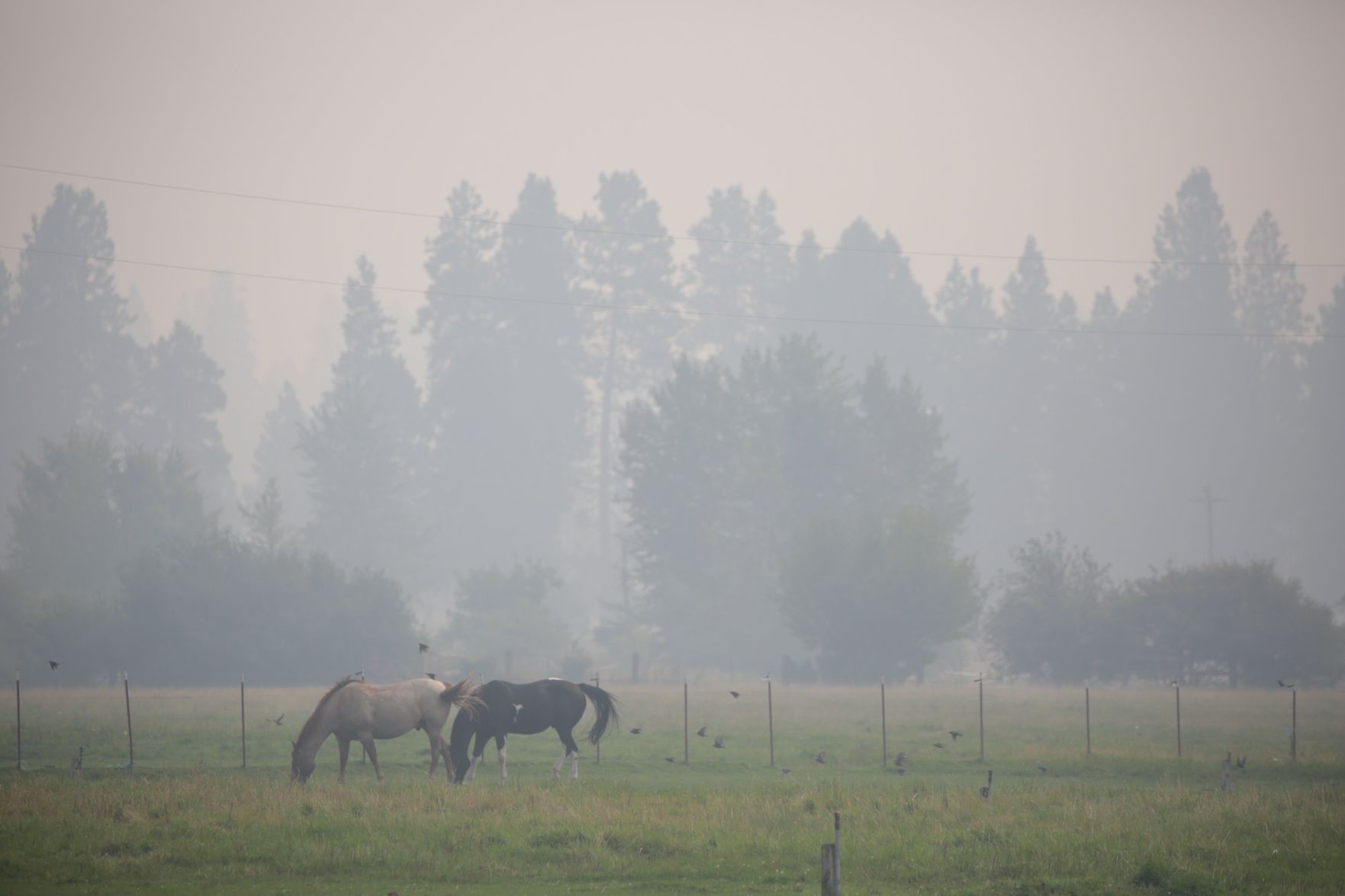 Western Wildfires